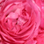 Pink - Miniature rose - Moin Moin ®